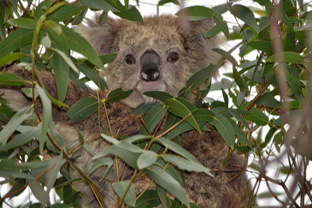 Eucalyptus Essential Oil: A Powerful Ally for Skin, Health, and Wellness