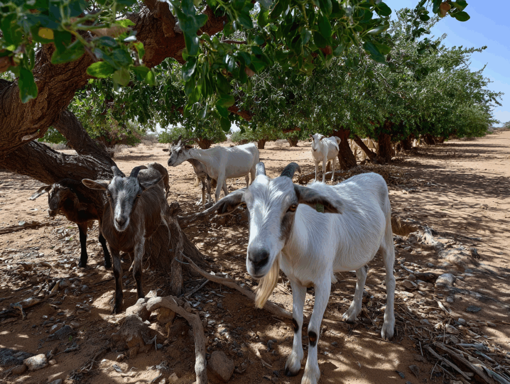 The Real Value of Argan Oil