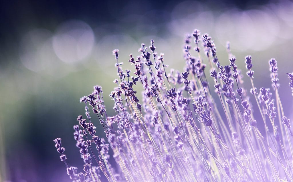 What Makes Lavender Essential Oil Such A Go-To Oil?