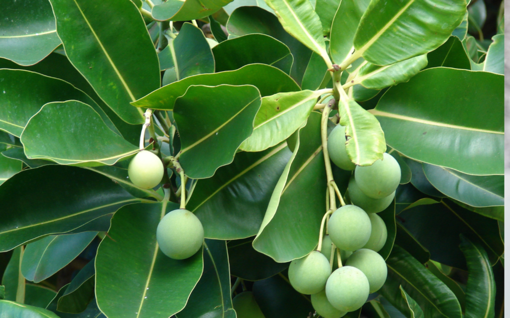 5 Ways to Add Tamanu Oil Into Your Beauty Routine