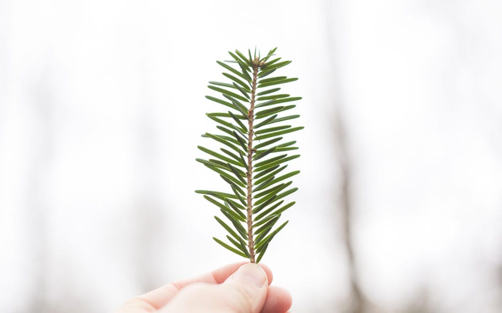 5 Ways Tea Tree Oil Can Change Your Skin (+ Life)