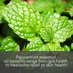 Close-up of fresh peppermint leaves with water droplets, highlighting their vibrant green color. Overlaid text at the bottom reads, "Peppermint Essential Oil, 4 fl oz benefits range from gut health to headache relief to skin health!