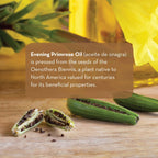 A close-up image features a text overlay about Evening Primrose Oil, 4 fl oz and its benefits. Beneath the text are split evening primrose seed pods displaying the seeds. A bright yellow evening primrose flower and a bottle partially filled with oil are in the background.