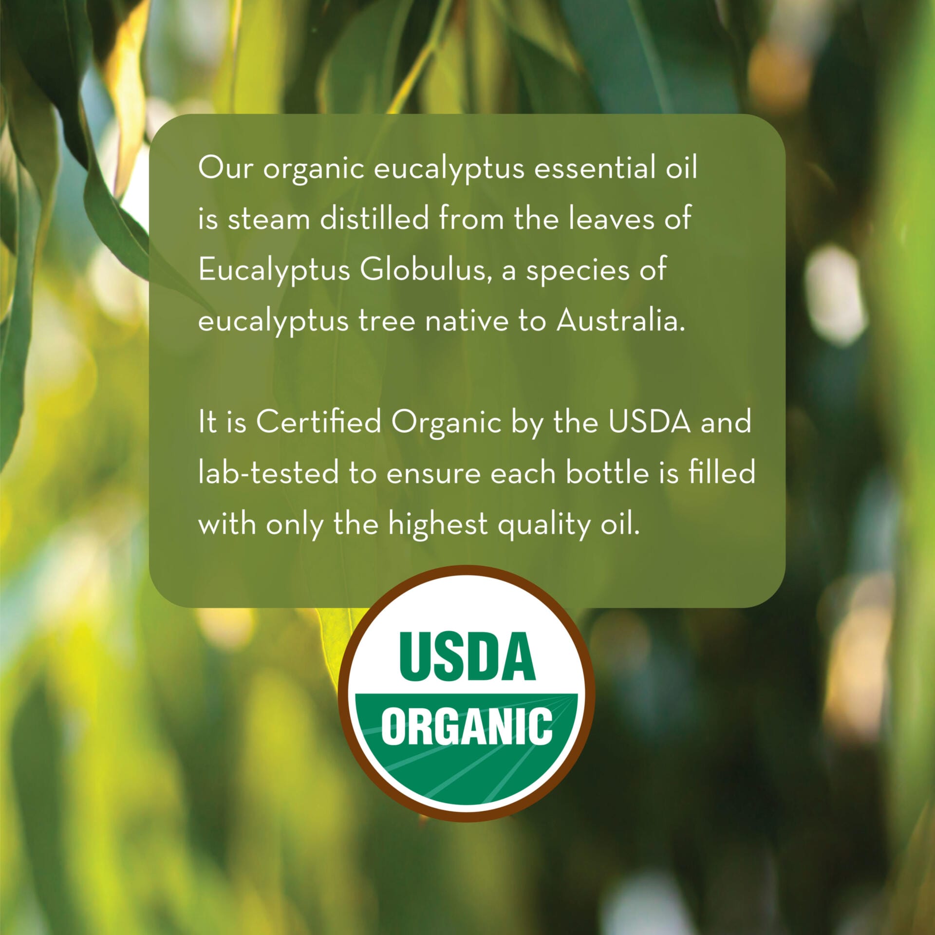 An image of green eucalyptus leaves in soft focus, with text detailing that the Organic Eucalyptus Oil, 1 fl oz is steam distilled from Eucalyptus Globulus leaves, certified organic by the USDA, and lab-tested for high quality. The USDA Organic logo is prominently displayed at the bottom.