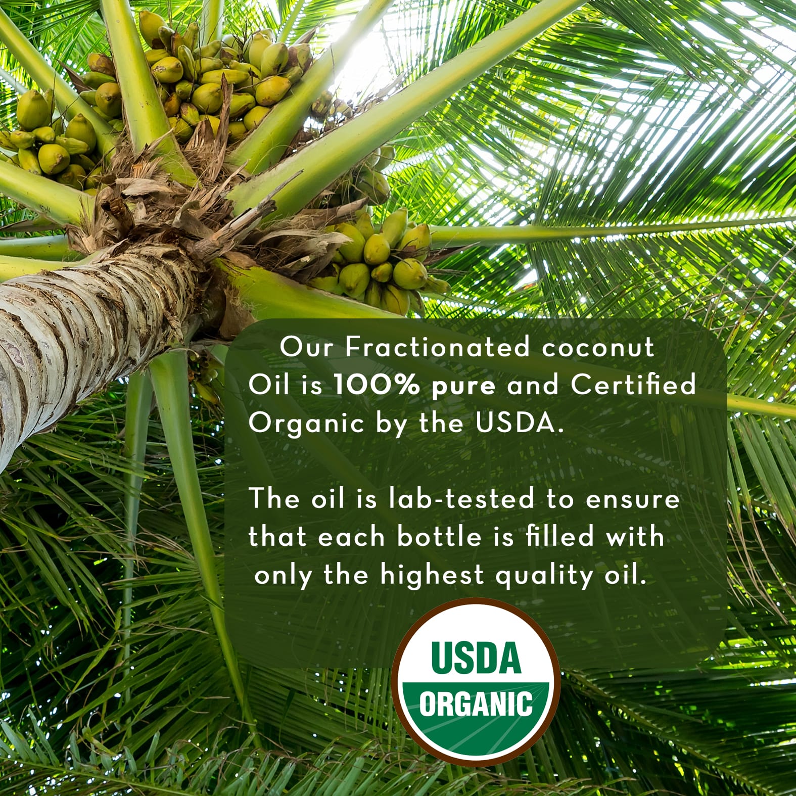 A view from below a coconut tree with coconuts hanging from it. Overlay text reads, "Our Fractionated Coconut Oil, 100% Pure is 100% pure and Certified Organic by the USDA. The oil is lab-tested to ensure that each bottle is filled with only the highest quality oil.” The USDA Organic seal is at the bottom.
