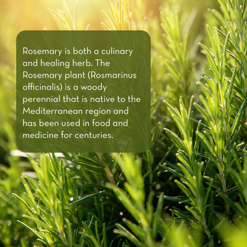 Close-up of a green rosemary plant with sunlight shining on it. A text overlay on the left side reads: "Rosemary Essential Oil is both a culinary and healing product. The Rosemary plant (Rosmarinus officinalis) is a woody perennial that is native to the Mediterranean region and has been used in food and medicine for centuries.