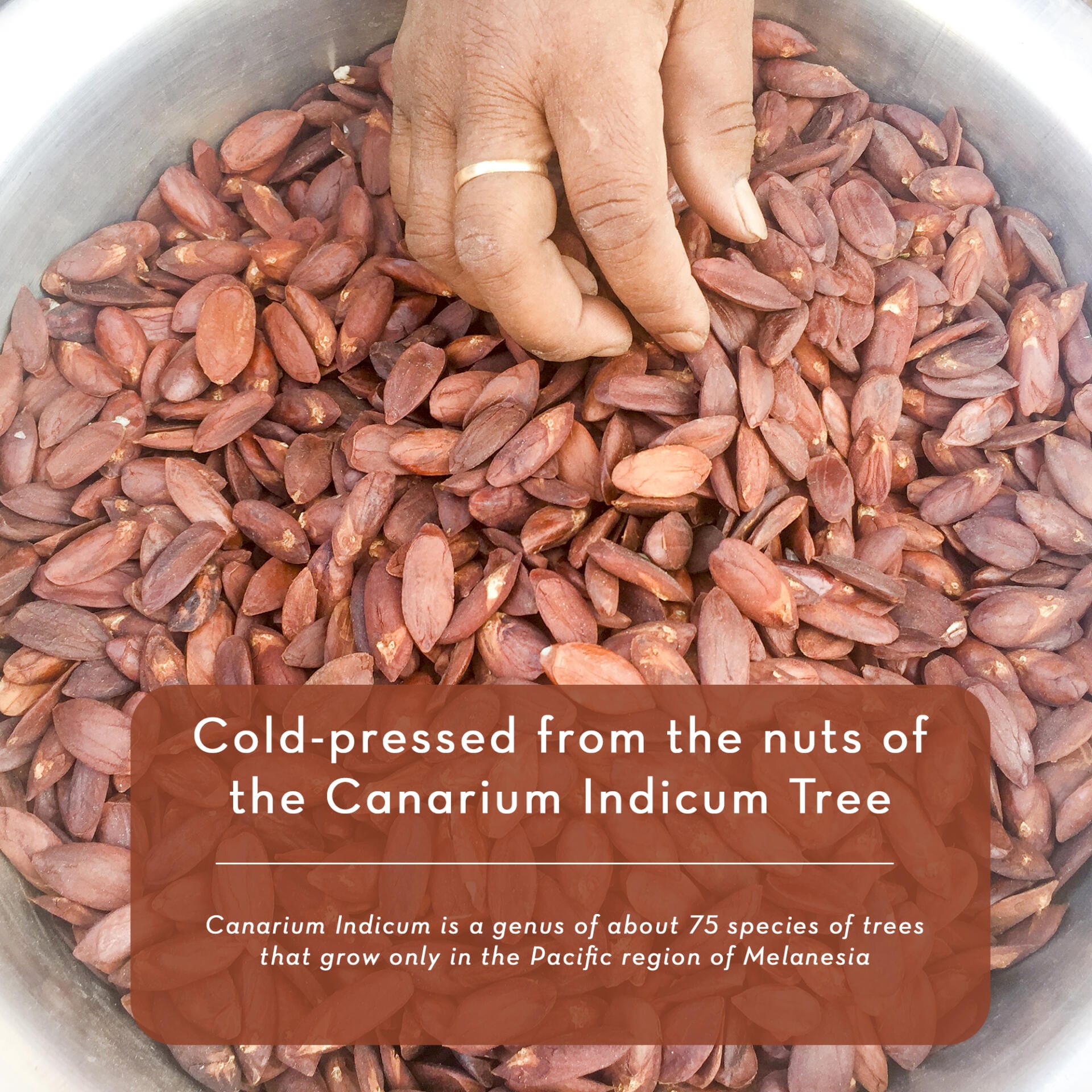 A hand touching a large pile of reddish-brown nuts in a bowl. The text overlay reads: “Cold-pressed from the nuts of the Canarium Indicum Tree. Canarium Indicum is a genus of about 75 species of trees that grow only in the Pacific region of Melanesia.” Nangai Oil, 4 fl oz.