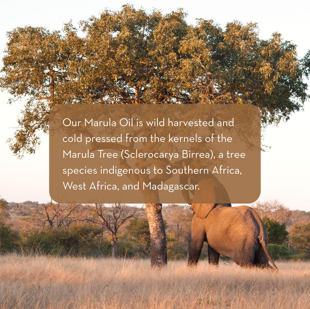 An elephant stands beneath a Marula tree in a grassy field at sunset. A translucent, brown overlay features text describing that Marula Facial Oil is wild harvested and cold pressed from Marula Tree kernels, indigenous to Southern Africa, West Africa, and Madagascar.