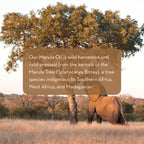 An elephant stands beneath a Marula tree in a grassy field at sunset. A translucent, brown overlay features text describing that Marula Facial Oil is wild harvested and cold pressed from Marula Tree kernels, indigenous to Southern Africa, West Africa, and Madagascar.