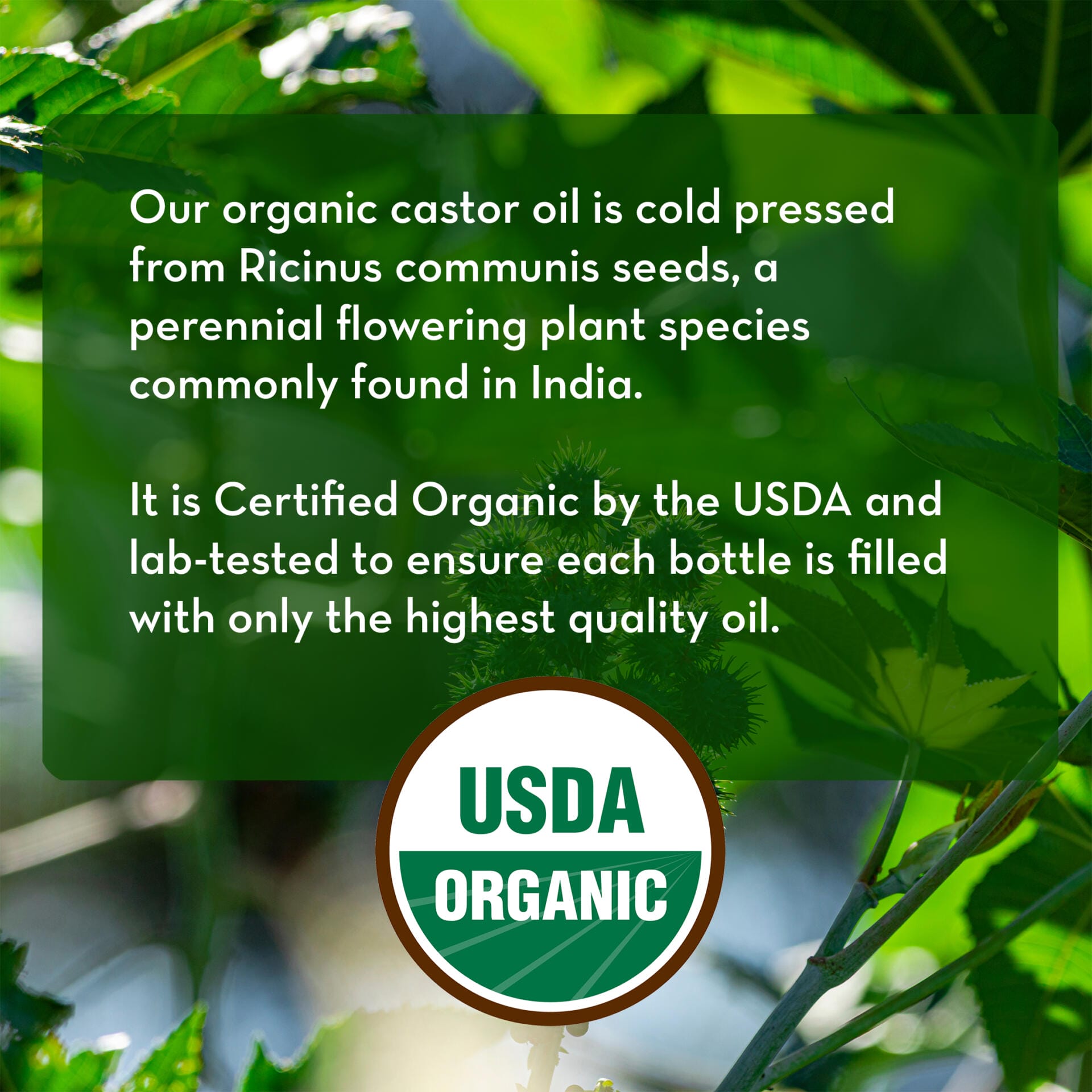 A promotional image for Cold Pressed Castor Oil. The text reads: "Our Cold Pressed Castor Oil is cold pressed from Ricinus communis seeds, a perennial flowering plant species commonly found in India. It is Certified Organic by the USDA and lab-tested to ensure each bottle is filled with only the highest quality oil." The USDA Organic seal is displayed at the bottom. The background features a close-up of green leaves.