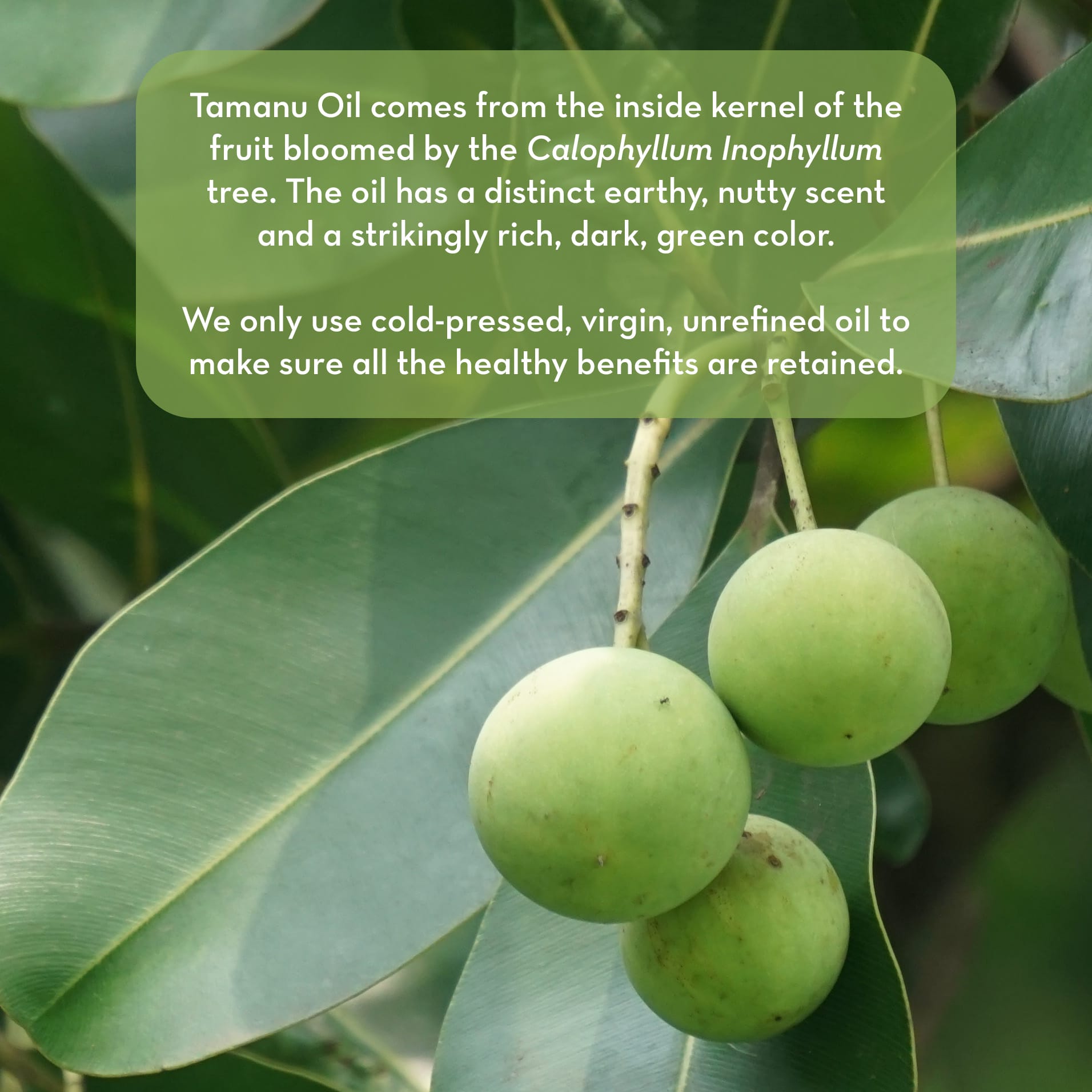 Close-up image of green tamanu fruits hanging from a tree with broad leaves. An overlaid text box explains that Cold Pressed Tamanu Oil is extracted from these fruits and highlights its rich, dark green color, earthy scent, and that the oil is cold-pressed, virgin, and unrefined.