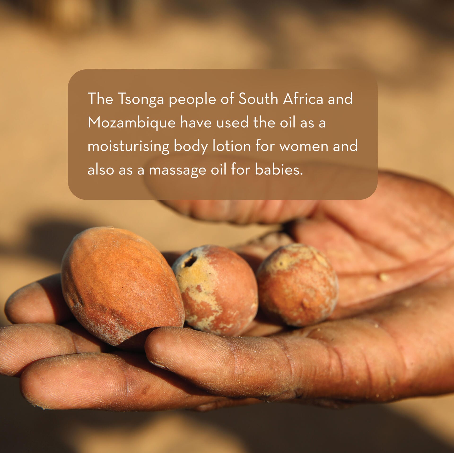 A close-up of an open hand holding four small, oval-shaped marula nuts. Surrounding text explains that the Tsonga people of South Africa and Mozambique use Marula Facial Oil as a moisturizing body lotion for women and a massage oil for babies.