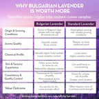 Comparison chart of Bulgarian lavender and standard lavender on a purple background