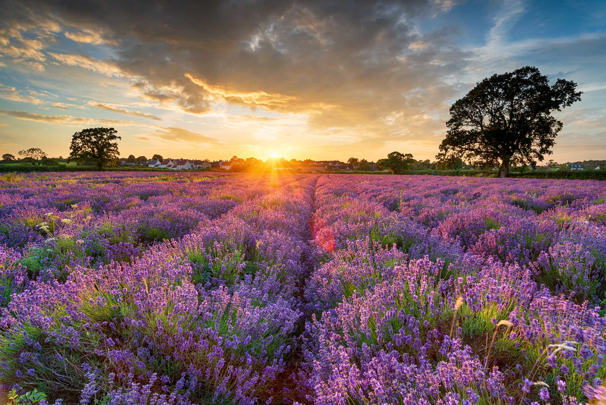Sunset over a lavender field with trees and a clear sky.