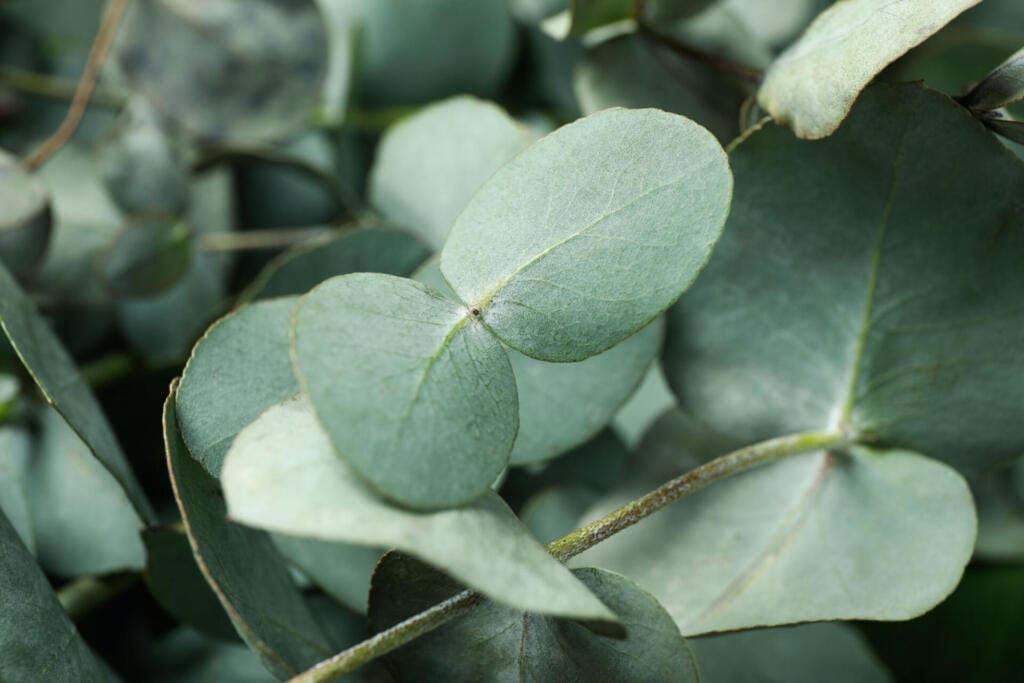 beautiful eucalyptus twigs and leaves close up 2023 11 27 04 59 26 utc